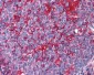 ARL6IP5 Antibody (C-Terminus)
